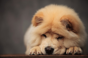 adorable chow chow lying with head down on wood floor