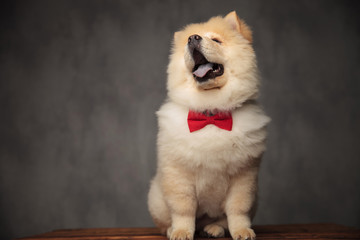 classy chow chow looking up to side while panting