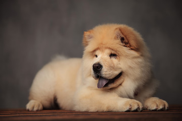 panting chow chow lying on wooden table looks to side