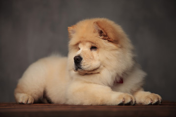 pretty chow chow with red bowtie looks to side