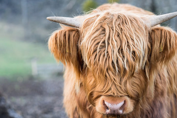 Schottisches Hochlandrind