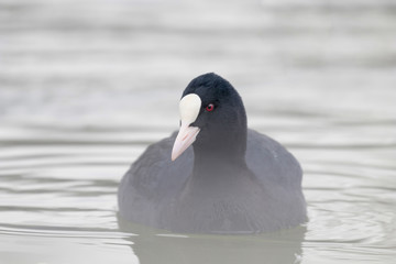 Coot swimming (Fulica atra) Close up Eurasian Coot