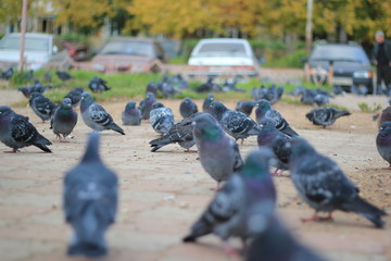 pigeons in park