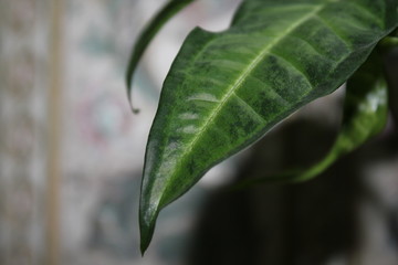 leaf with drops of water