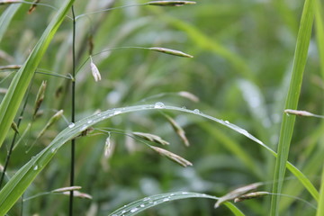 green grass with water drops
