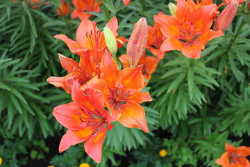 orange flowers in the garden