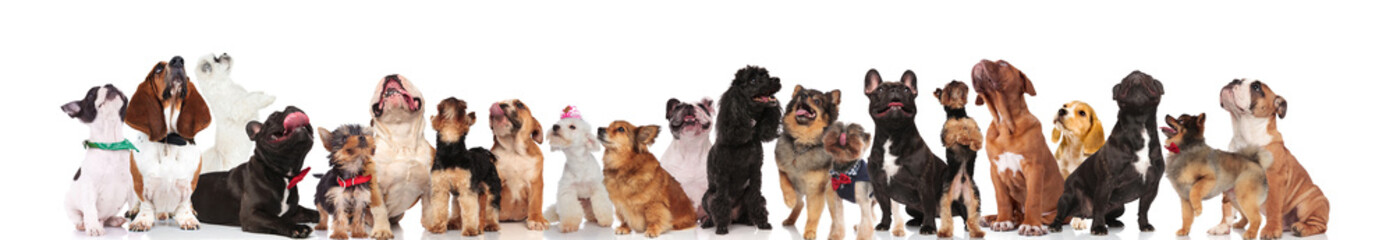 curious group of mixed dogs with bowties and collars