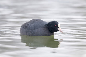Coot swimming (Fulica atra) Close up Eurasian Coot