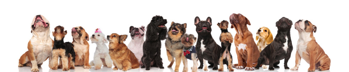 big team of dogs looking up on white background