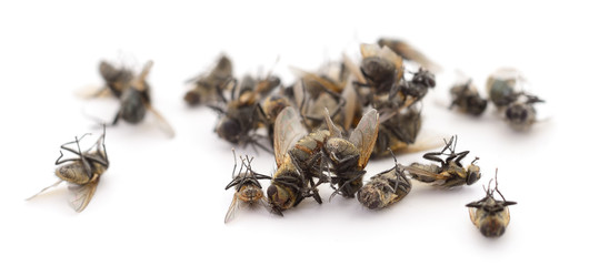 Many dead flies isolated.