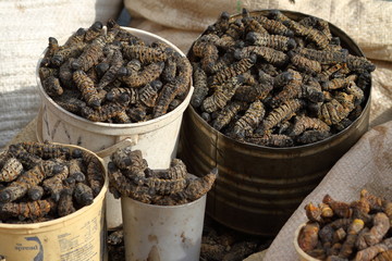 Lebensmittel Mopane Würmer Insekten essen
