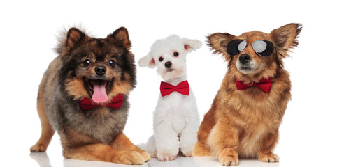 elegant group of three cute dogs with red bowties