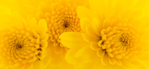 Yellow chrysanthemums background.