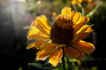 promienie słońca ukryte w płatkach kwiatu