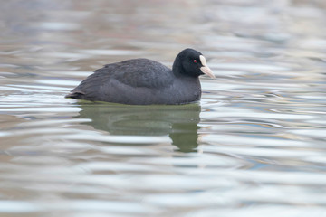 Coot swimming (Fulica atra) Close up Eurasian Coot
