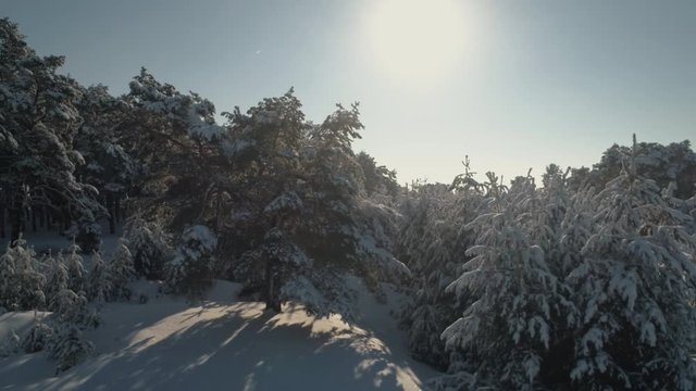 Aerial photography of the winter forest. Top view of the snow-covered pines. Tall trees in the snow