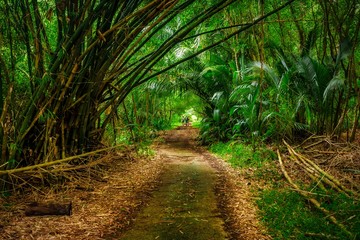 Sentier de randonnée recouvert de plantes tropicales 