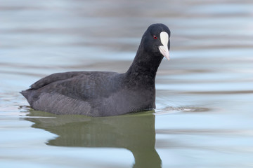 Coot swimming (Fulica atra) Close up Eurasian Coot