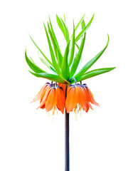 Kaiser's crown (Fritillaria imperialis) flower isolated on white background with clipping path