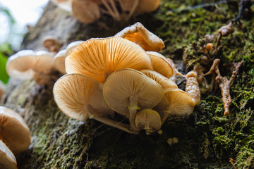 Mushrooms on Tree