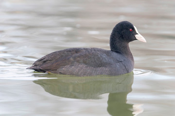 Coot swimming (Fulica atra) Close up Eurasian Coot