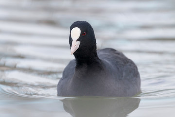 Coot swimming (Fulica atra) Close up Eurasian Coot