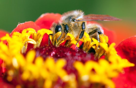 Bee Or Honeybee On Red Flower