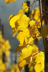 Goldener Herbst in Ürzig an der Mosel