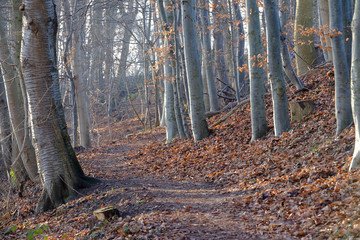 Morgendunst im Wald