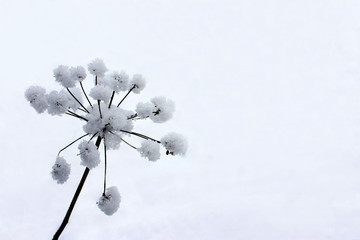 Biały zimowy kwiat