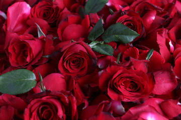 Beautiful red roses closeup