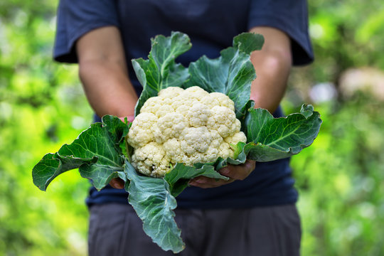 Cauliflower head with leaves in hands of woman farmer