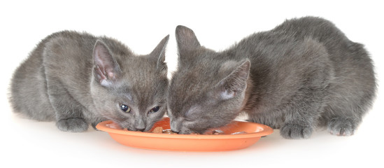 Best of Cat food on cock Nude and tied up