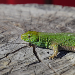 An ordinary quick green lizard. Lizard on the cut of a tree stum