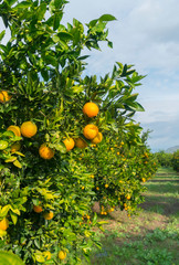 Orange tree