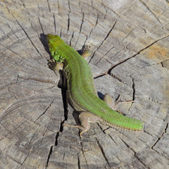 An ordinary quick green lizard. Lizard on the cut of a tree stum