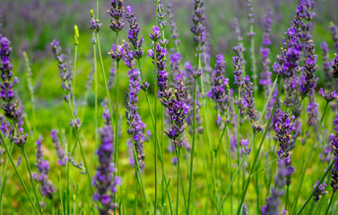 Closed-Closed-up of lavender flowers up of lavender flowers 