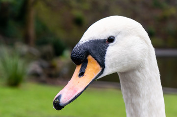 Male mute white swan portrait. Gracious  waterbird head closeup.