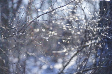 blurred background of forest in the snow with branches