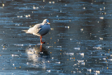 Black headed gull (Chroicocephalus ridibundus) in winter plumage standing on frozen lake