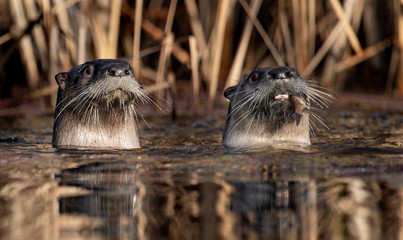 Otters in Canada 
