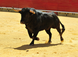 fighting bull in spain