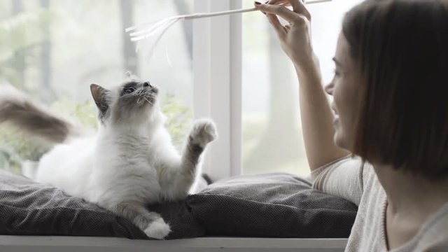 Happy cat playing with her owner at home