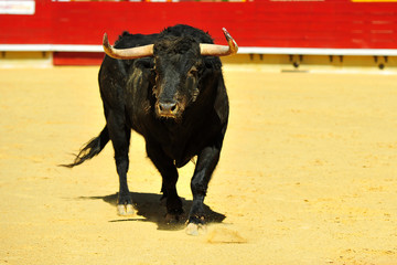 toro en españa corriendo en una plaza de toros con grandes cuernos