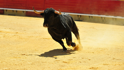 toro en españa corriendo en una plaza de toros con grandes cuernos