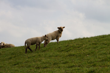 zwei weiße schafe auf dem deich stehend in rhede emsland deutschland fotografiert während eines spaziergangs an einem sonnigen tag in farbe