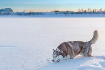 Husky dog eating snow on walk.