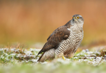 Northern goshawk (Accipiter gentilis)