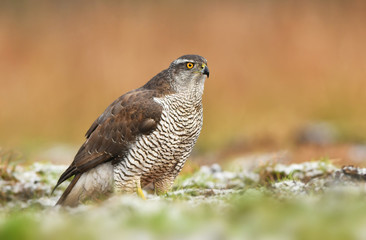 Northern goshawk (Accipiter gentilis)