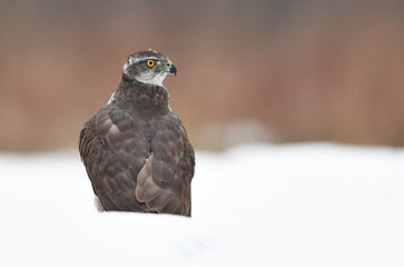 Northern goshawk (Accipiter gentilis)